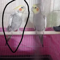 فروش عروس هلندی نر