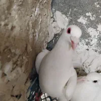 کفتر|پرنده|گرمخان, |دیوار