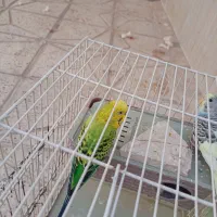 ۳عدد مرغ عشق با لوازم|پرنده|مشهد, خواجه ربیع|دیوار