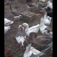 غاز محلی کاملا ارگانیک