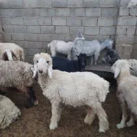 بره چاق درجه یک|حیوانات مزرعه|زرقان, |دیوار