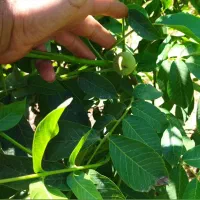 نهال گردو اصلاح شده|گل و گیاه طبیعی|نهاوند, |دیوار