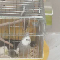 عروس هلندی وایت فیس مولد تضمینی|پرنده|بانه, |دیوار