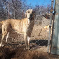 واگذاری سگ ماده پژدر جوان و سالم