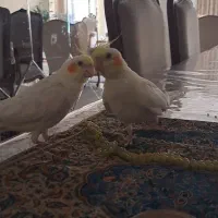 عروس هلندی