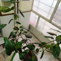 گل طبیعی فیکوس|گل و گیاه طبیعی|فردیس, ثابتی|دیوار