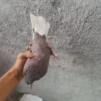 فروش ۱۵۰ تا کبوتر (باهم یا تک)|پرنده|کازرون, |دیوار