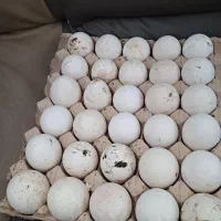 تخم مرغ بوقلمون