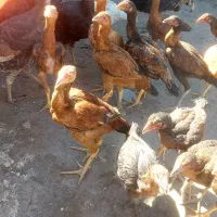 لاری اصل|حیوانات مزرعه|شوط, |دیوار