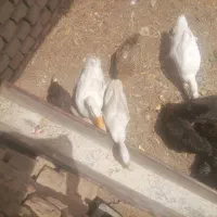 3عدد اردک