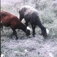گوسفند و بره ۸ماهه نر