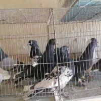 کبوتر نر پریده|پرنده|کرمان, |دیوار