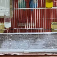 طوطی بزیلی نروماده  سبز وابی صورت سفید