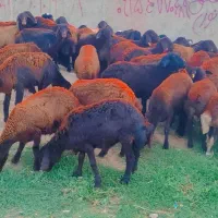 120 راس بره ماده افشار و غزل افشار فروشی ...میش|حیوانات مزرعه|مشهد, طرق|دیوار