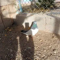 کبوتر کله دمسبز نر و ۱۲عدد جوجه|پرنده|کبودرآهنگ, |دیوار