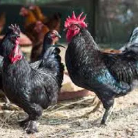 مرغ و خروس جهت دفع بلا خون و قربانی