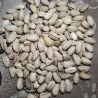 پسته اکبری دهن باز کیلیویی ۸۷۰