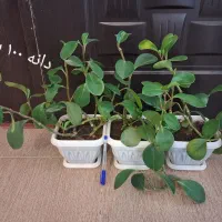 لوازم جانبی موبایل و تبلت|لوازم جانبی موبایل و تبلت|اسلامآباد غرب, |دیوار