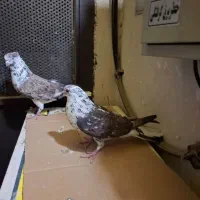 4طوق کفتر قاره دم سفیدغلطدار هوایی