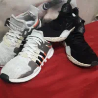 فنچ گلدین با قناری با سره و فنچ بنگالی  معاوضه