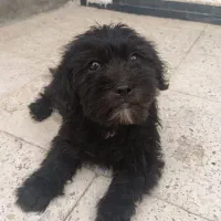 سگ نژاد شیتزو