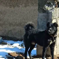 واگذاری توله نر10ماه