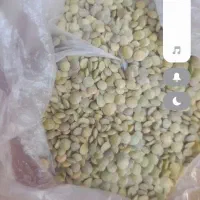 عدس دیم