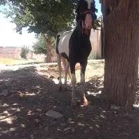 اسب زیبا
