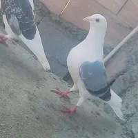 کبوتر دوبال شامی درشت