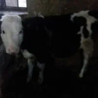 گوساله|حیوانات مزرعه|جونقان, |دیوار