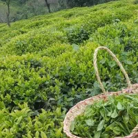 چای بهاره لاهیجان اصل