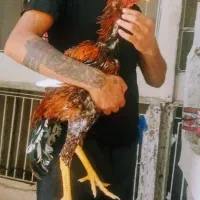 خروس جوجه لاری
