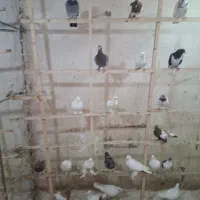 کفتر شهرستانی|پرنده|قم, شهدا|دیوار