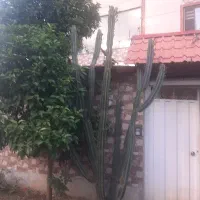فروش کاکتوس نژاد دار