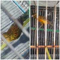 قناری نر خوش قواره و خوشرنگ و بخون