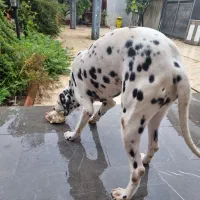توله دالمیشن/نر و ماده|سگ|تهران, سعادت‌آباد|دیوار