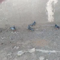 کبوتر|پرنده|نیمروز, |دیوار