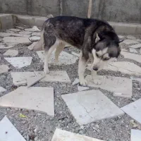 واگذاری سگ هاسگی