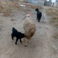 میش بره|حیوانات مزرعه|مرودشت, محمد آباد|دیوار