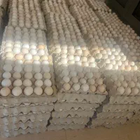 فروش تخم مرغ بومی و مرغ و خروس بومی اصل اصل|حیوانات مزرعه|اصفهان, بهارستان|دیوار