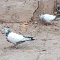 کبوتر پرشی اس|پرنده|مهدی شهر, |دیوار