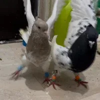 دوتا نر یه ماده کله|پرنده|شیروان (خراسان), |دیوار