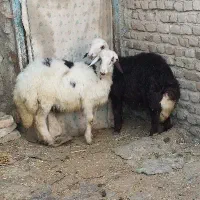 بره نرقوچ افشاری پلنگی خال سیاه اصل جنس