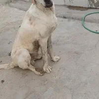 سگ گمشده|حیوانات|خوی, |دیوار