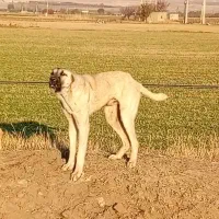 سگ پژدروکنگال مناسب گوسفندونگهبانی|سگ|بوکان, |دیوار