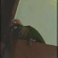 طوطی گرینچیک|پرنده|کوهبنان, |دیوار