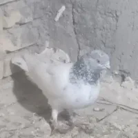 کبوتر پرشی 1روز پرش|پرنده|خرمشهر, |دیوار