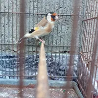 وسایل تزیینی|مجسمه، تندیس، ماکت|میاندوآب, |دیوار