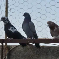 13 عدد پرشی|پرنده|یزد, |دیوار