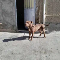 سگ پیت بول اصل